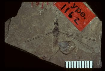 Media type: image;   Entomology PALE-1162 Aspect: full